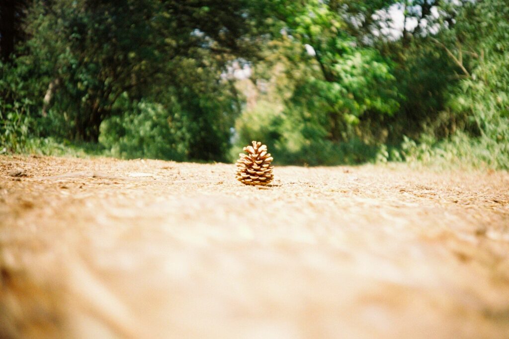 brown dried leaves on ground